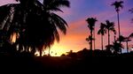 夕阳下的棕榈树剪影美景