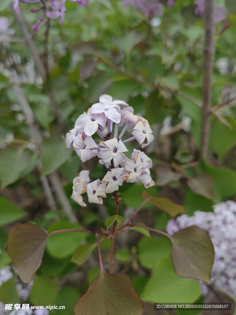白色小花绽放绿叶间