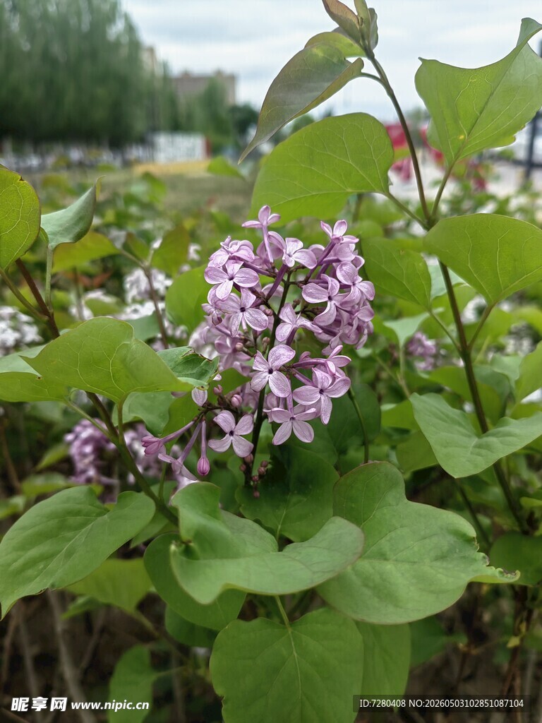绽放的紫色花卉植物