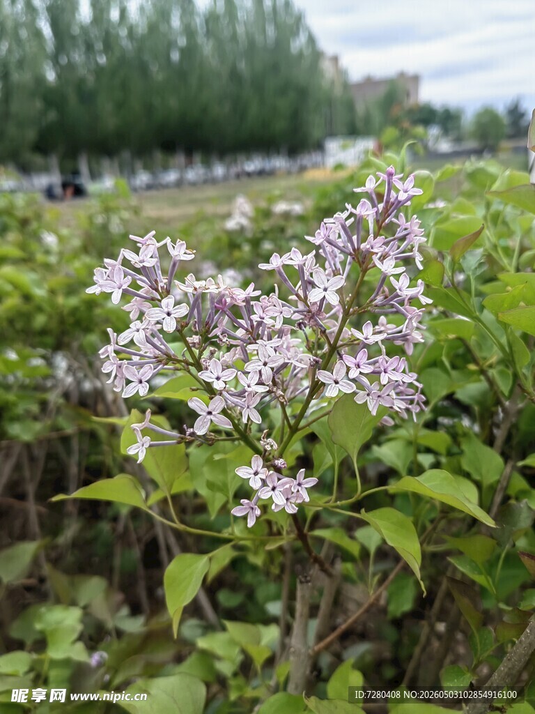 紫丁香绽放于绿叶间