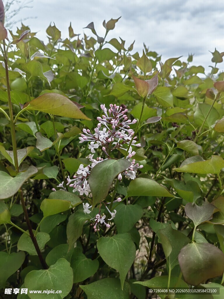 绿叶间绽放的紫色花朵