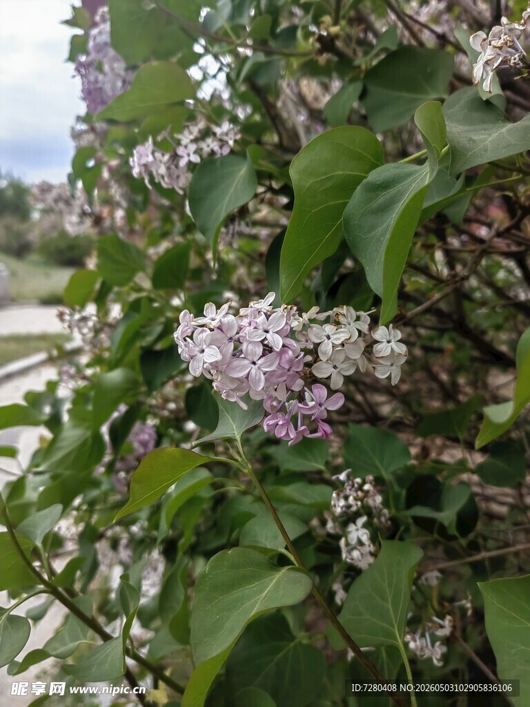 绽放的紫丁香花朵