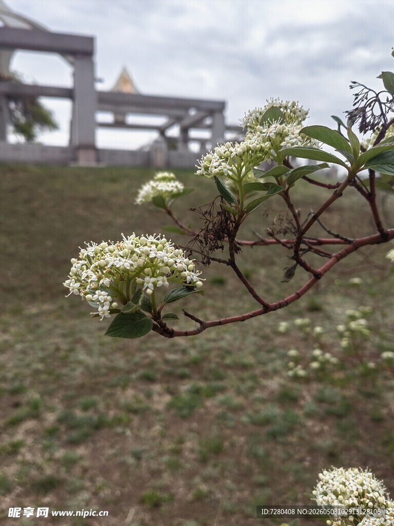 枝头绽放的白色小花