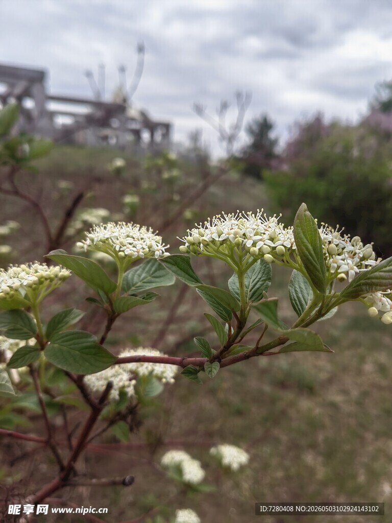 枝头绽放的白色小花