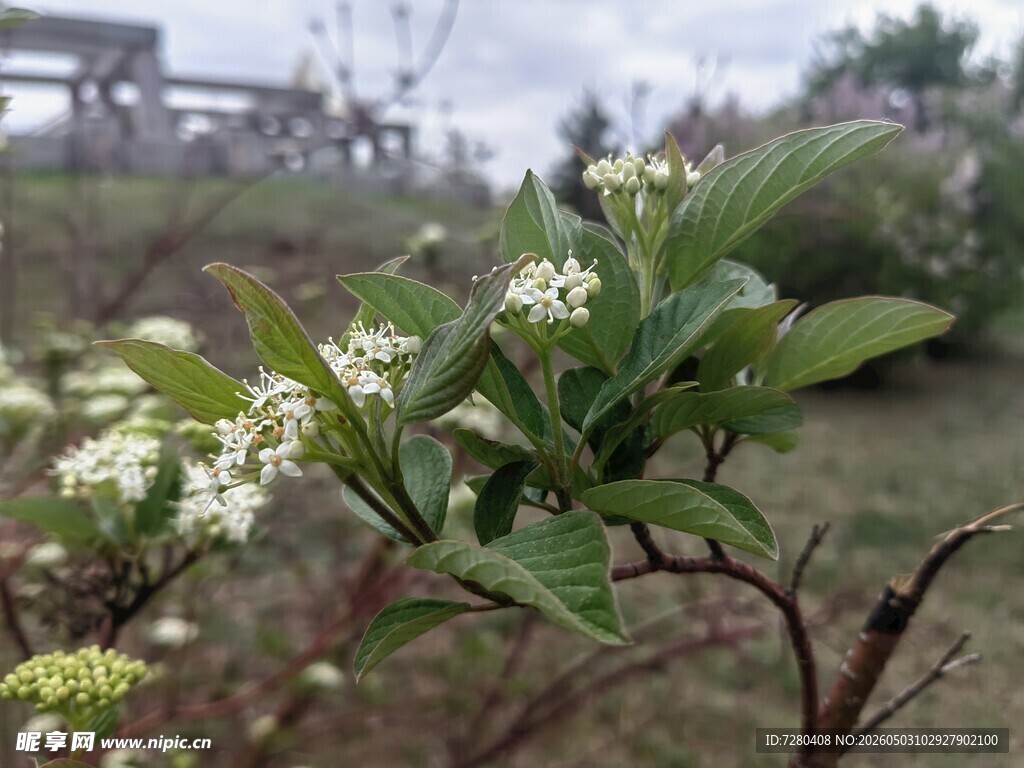 枝头绽放的白色小花