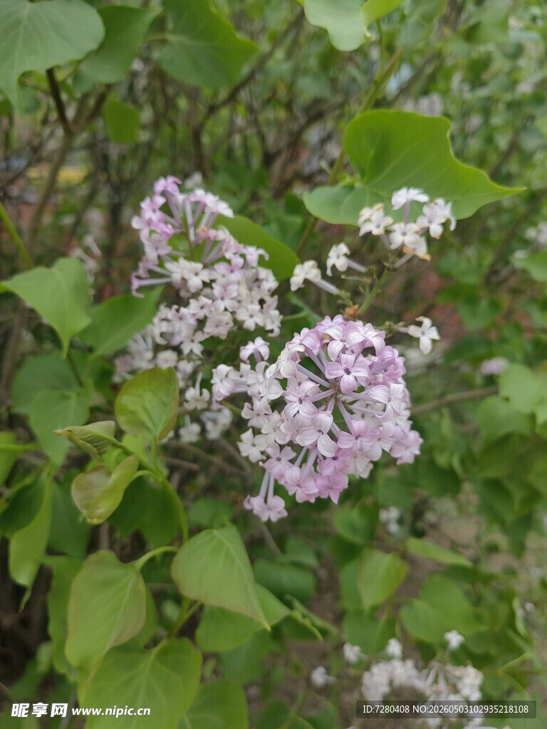 淡紫色丁香花绽放