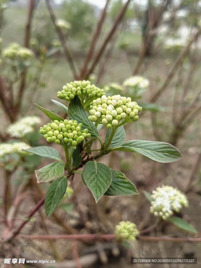 绿叶白花灌木植物特写
