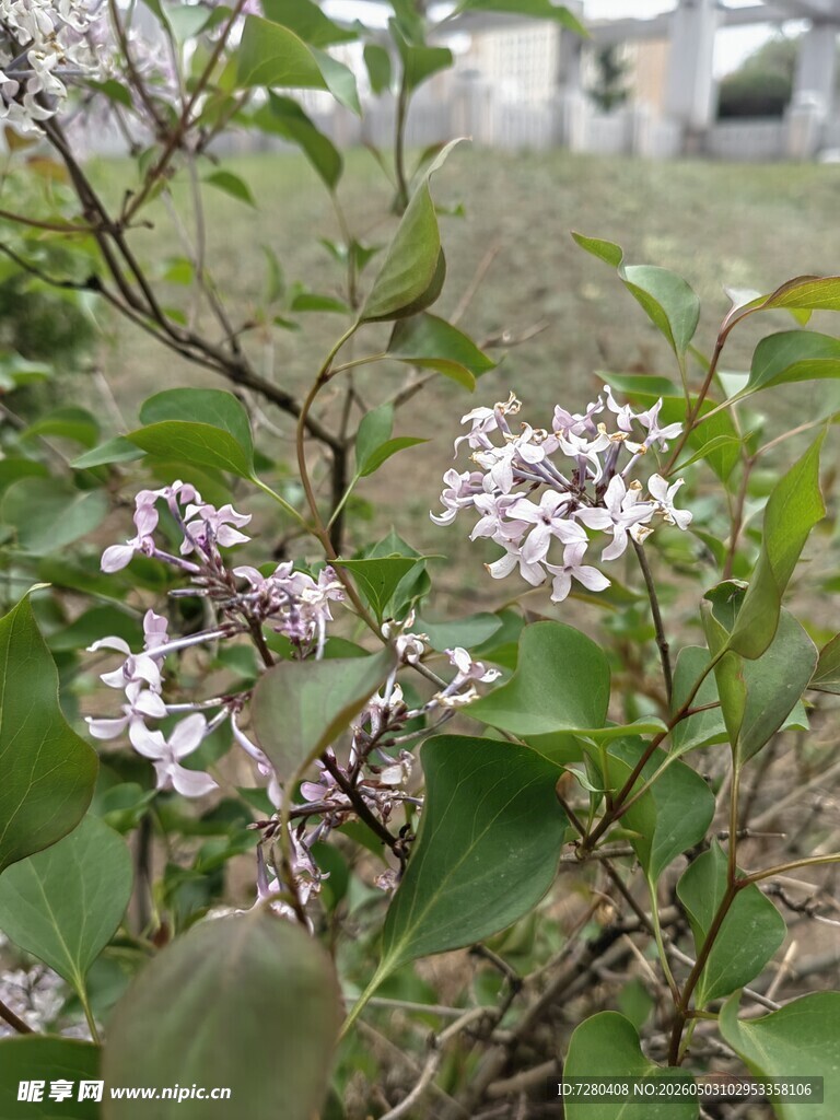 绽放的紫丁香花朵