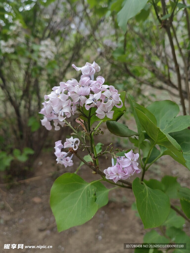 紫丁香绽放于绿意间