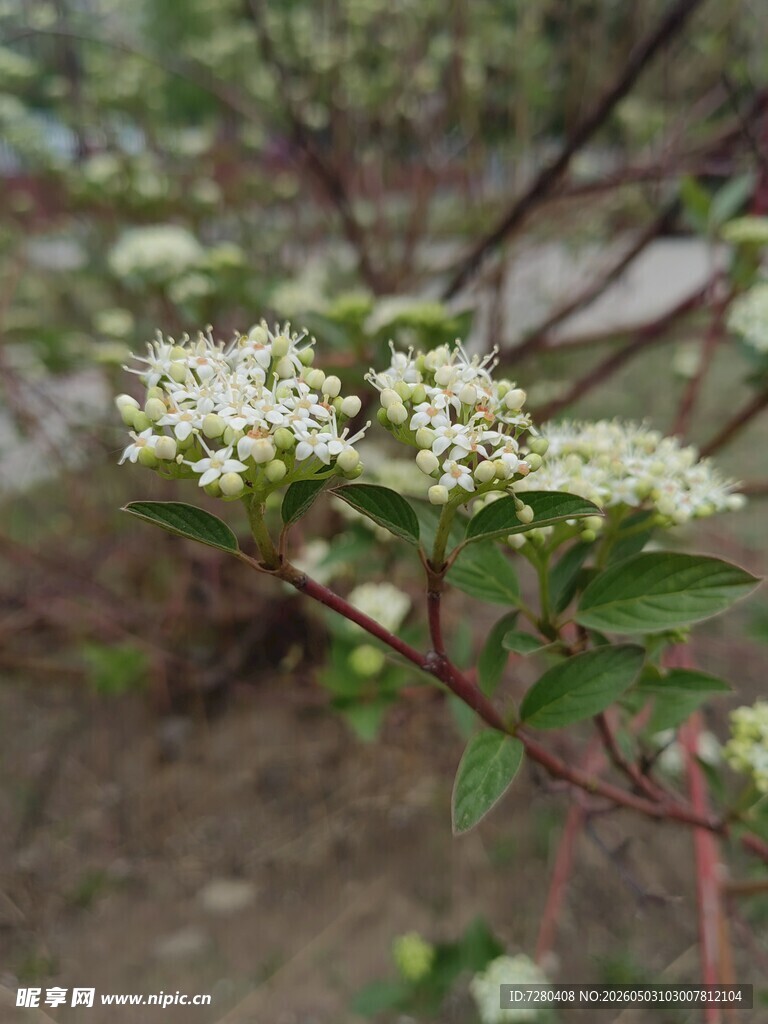 白色小花绽放枝头