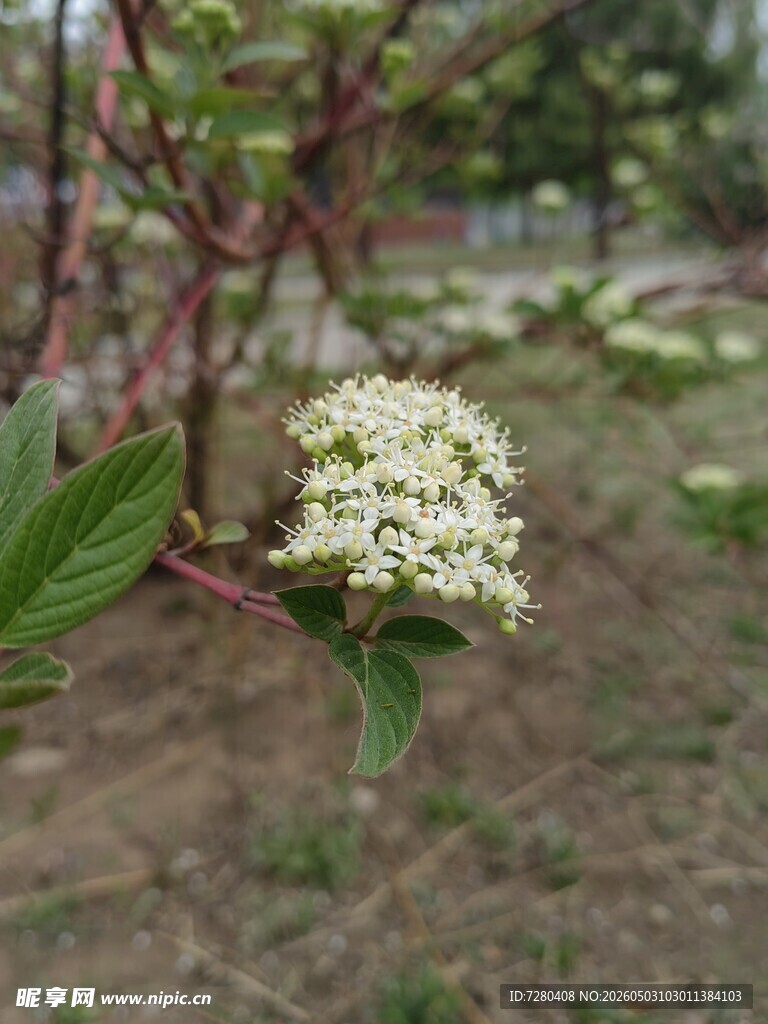枝头绽放的白色小花