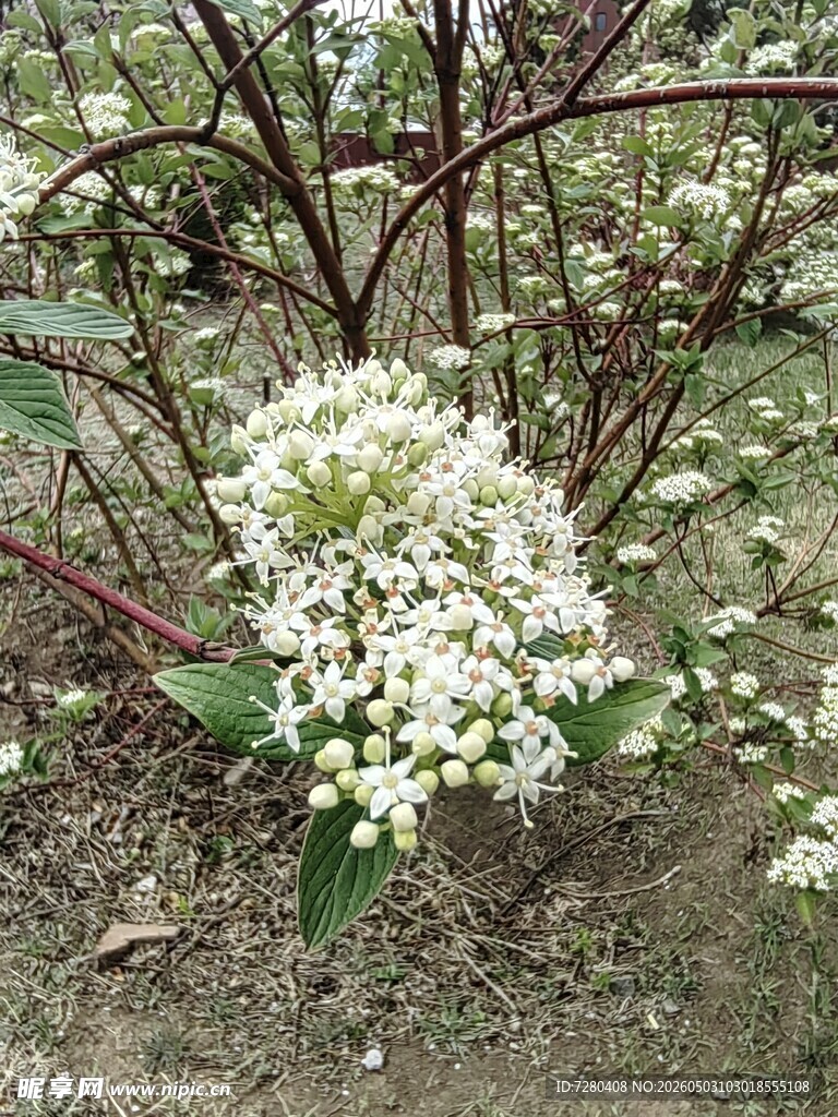 白色小花绽于灌木丛中