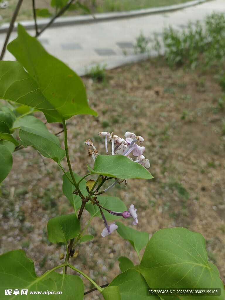 绿叶间的淡紫色小花