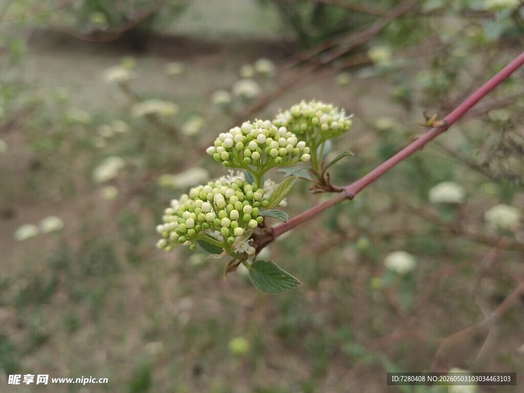 枝头簇生的嫩绿小花