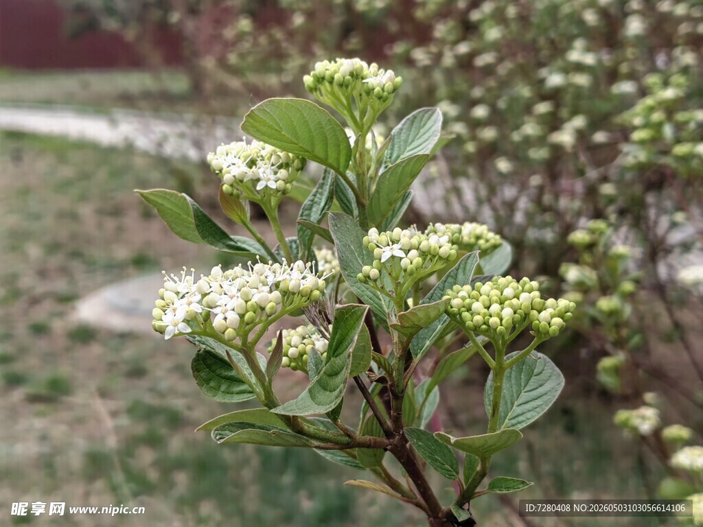 枝头绽放的白色小花