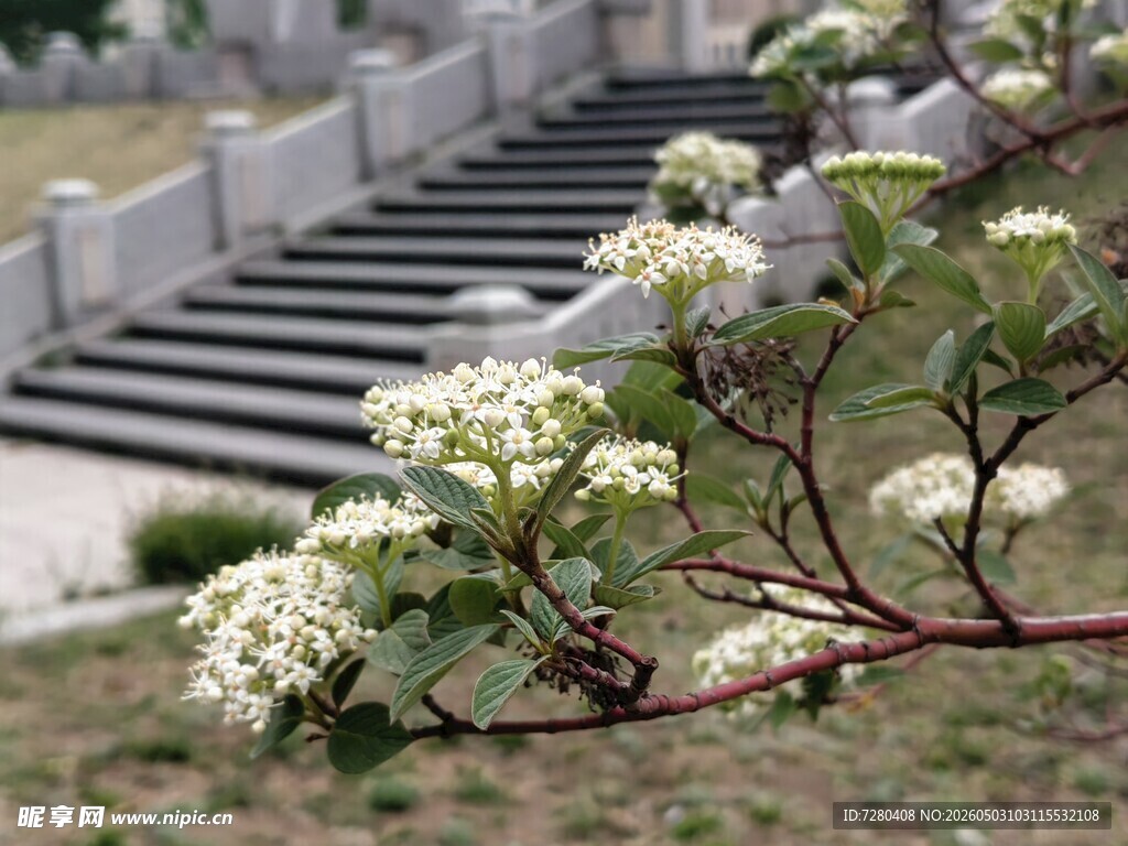 枝头繁花绽