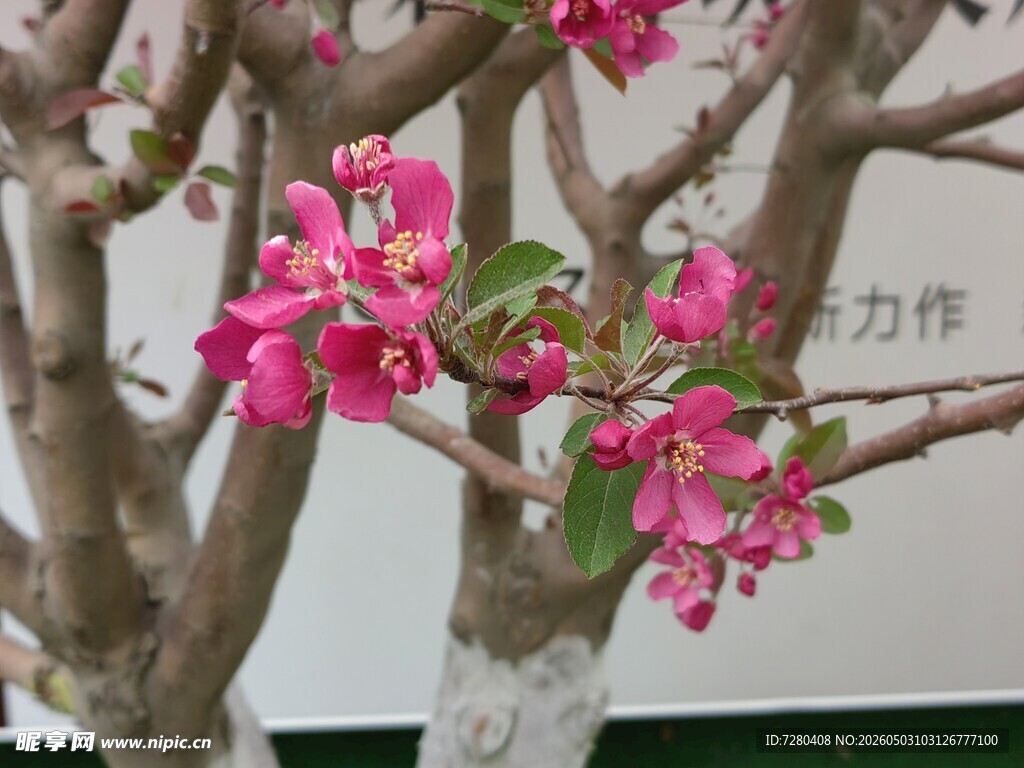 粉色桃花