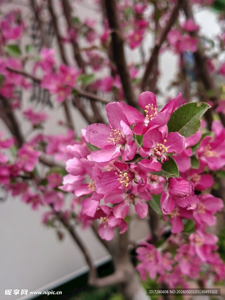 娇艳粉色繁花枝头绽放