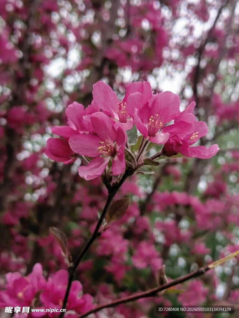 娇艳盛开的粉红色花朵