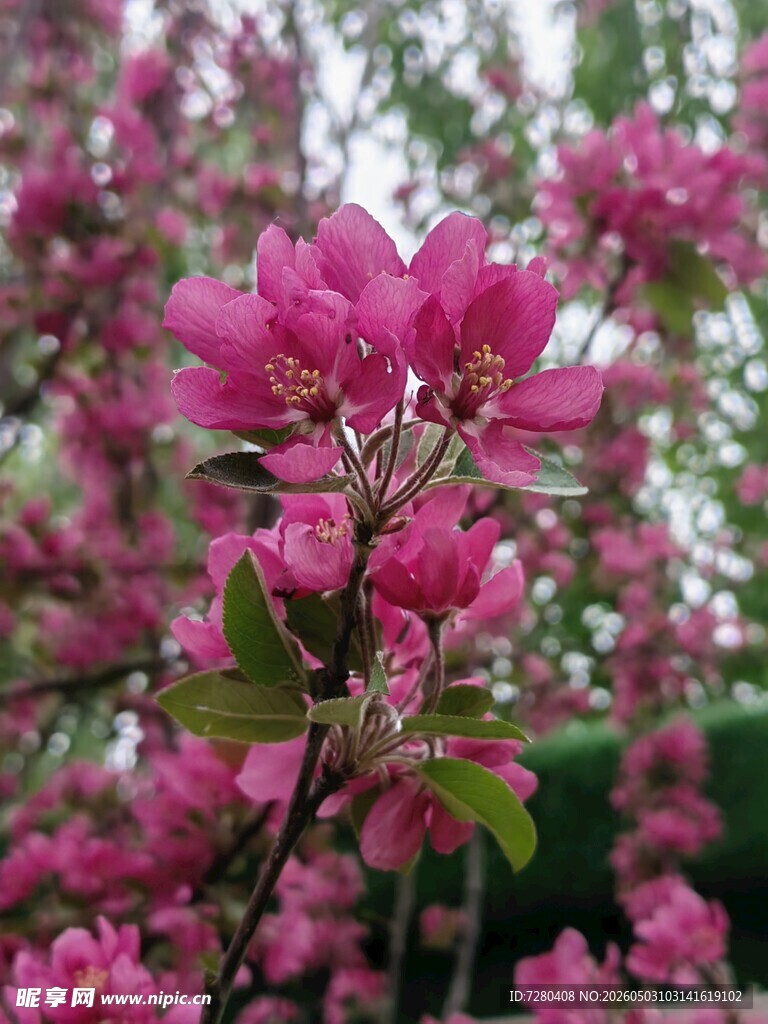 粉色桃花