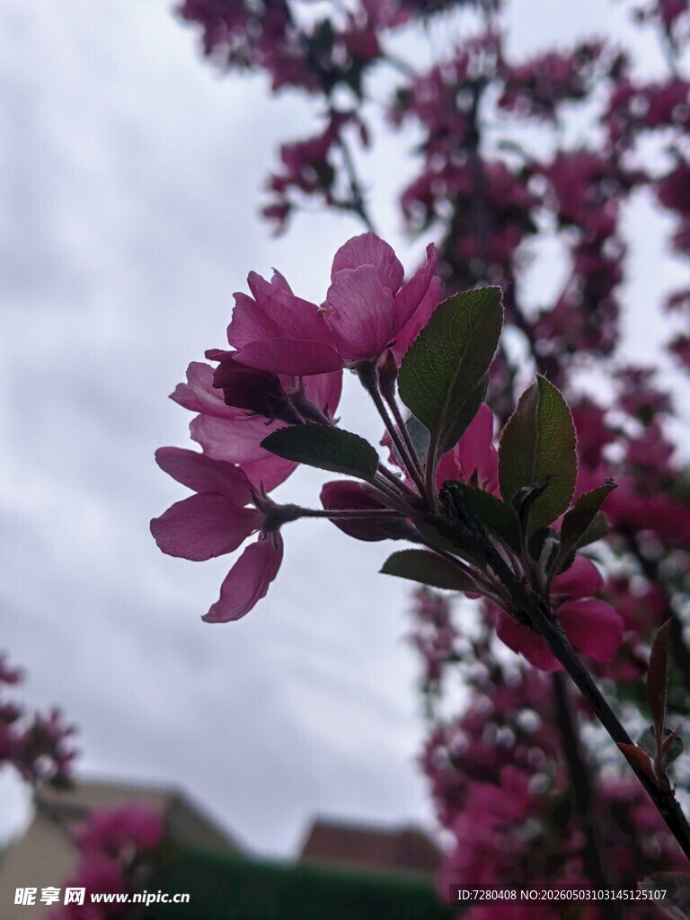 粉色桃花