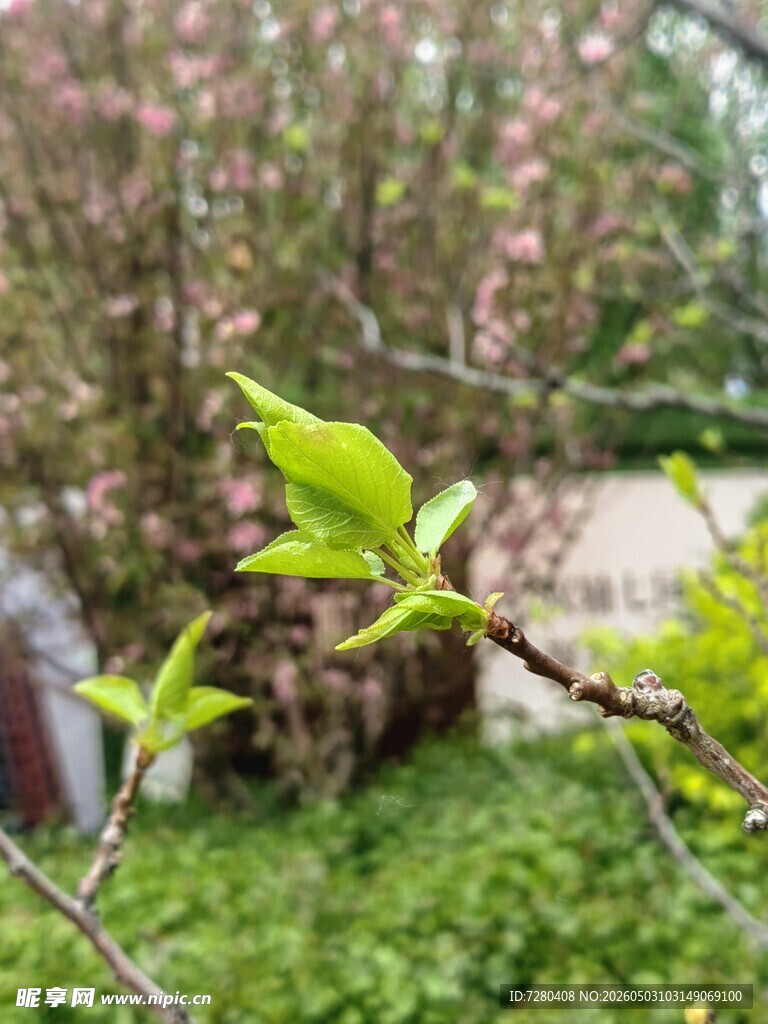 嫩绿新枝绽于春日林间