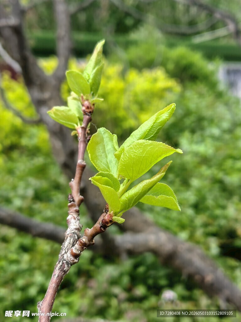 枝头新绿