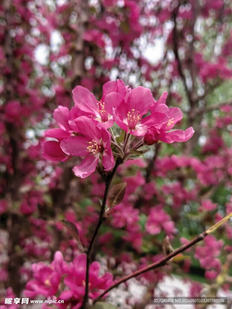 娇艳绽放的粉红色花卉