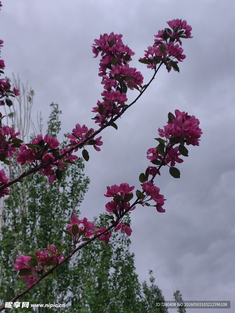 粉色桃花