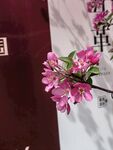 娇艳粉色花枝特写