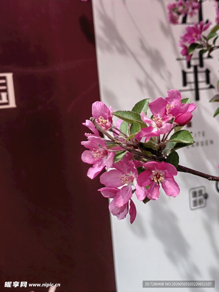 娇艳粉色花枝特写