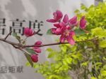 粉色桃花