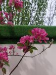 粉色桃花