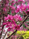 粉色桃花