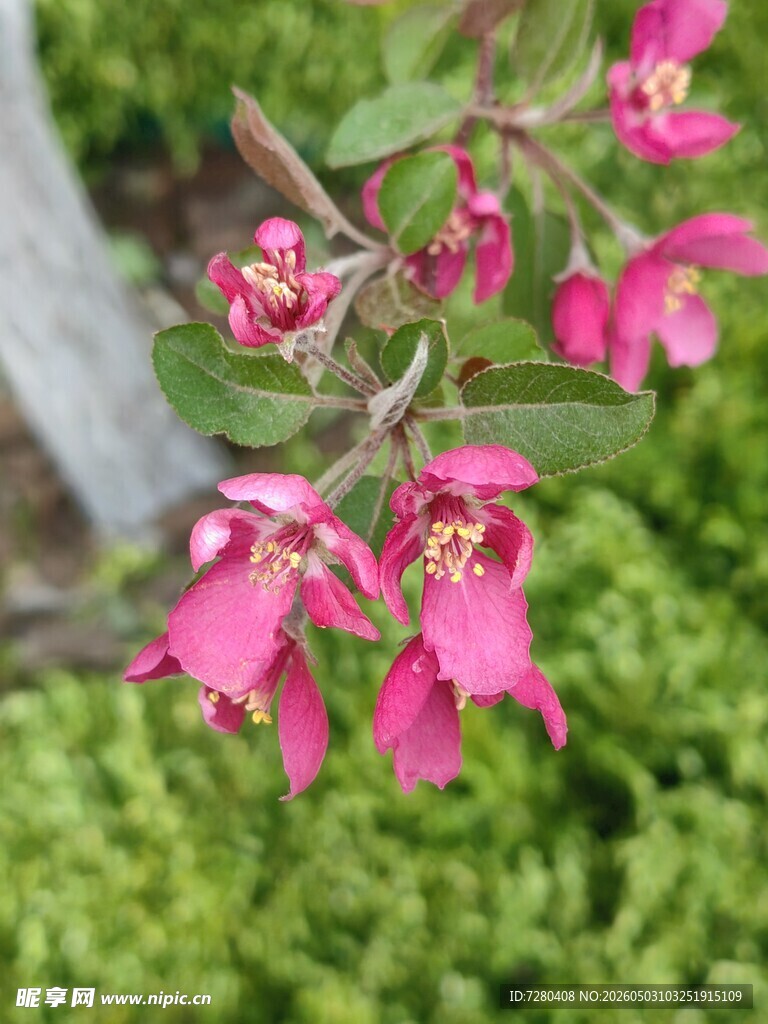 粉色桃花