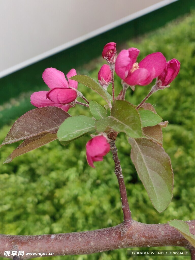 枝头绽放的娇艳粉色花朵