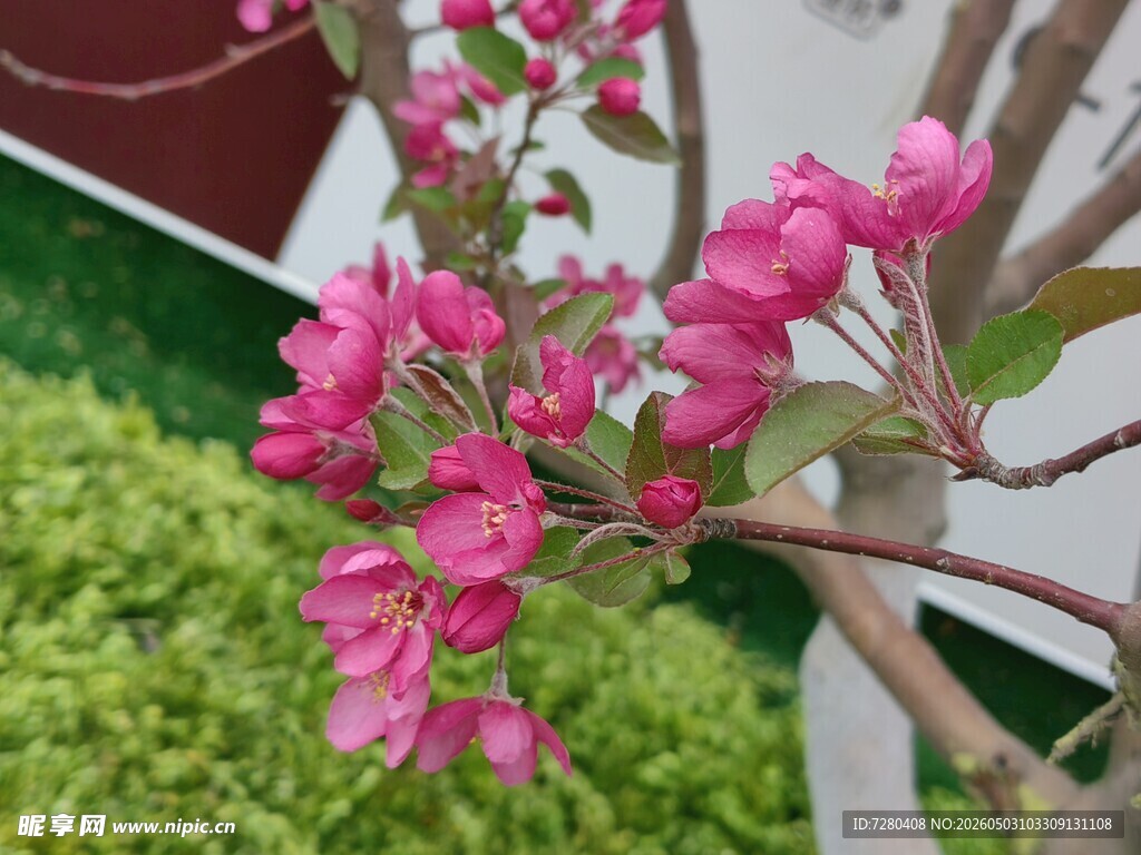 粉色桃花