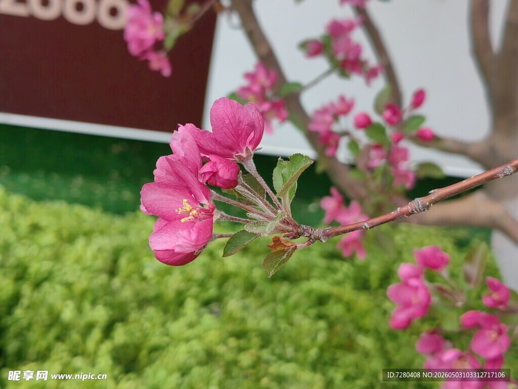 粉色桃花
