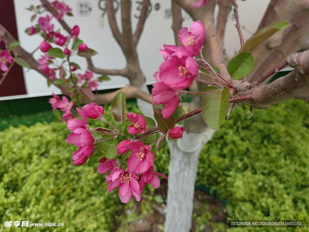 粉色桃花