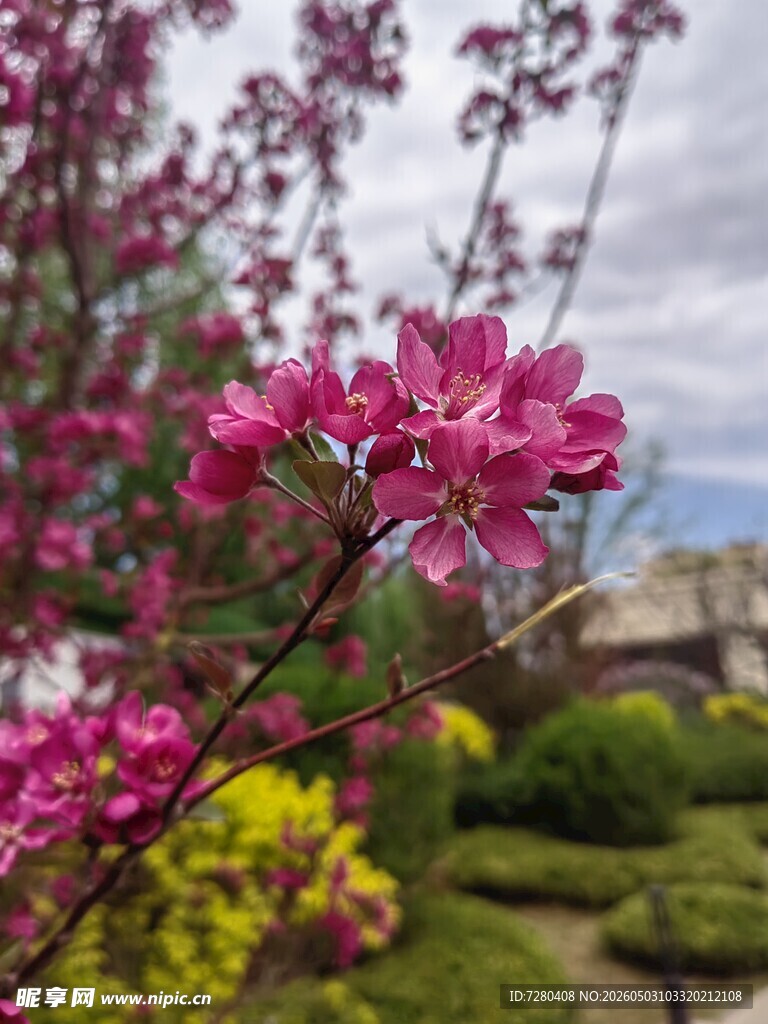 粉色桃花