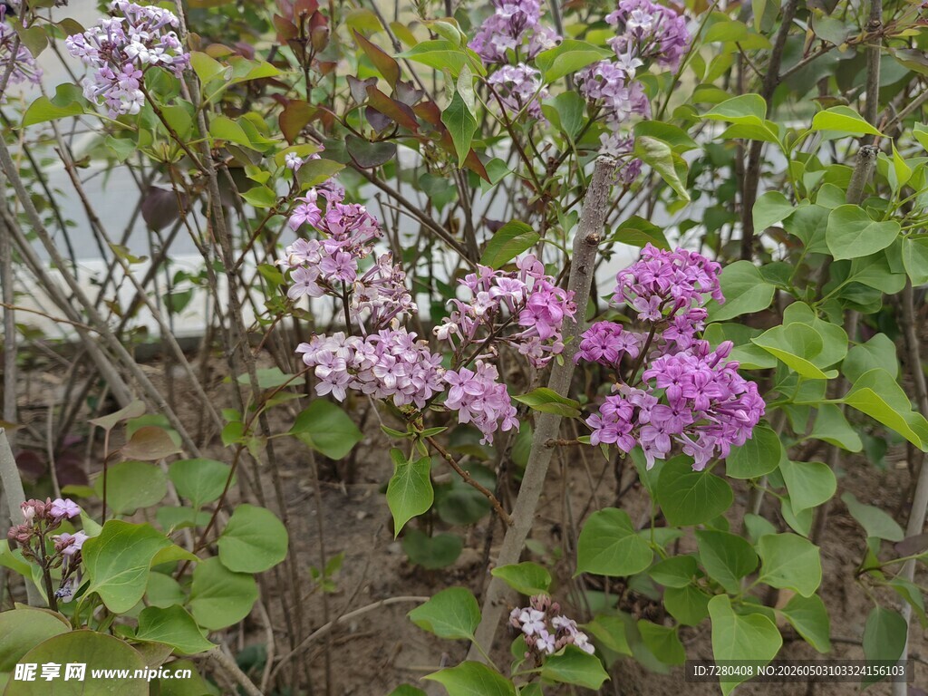 丁香花