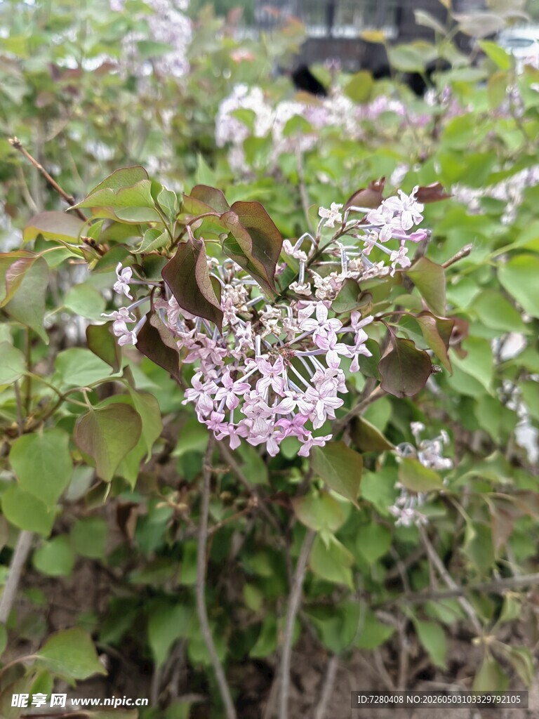 丁香花