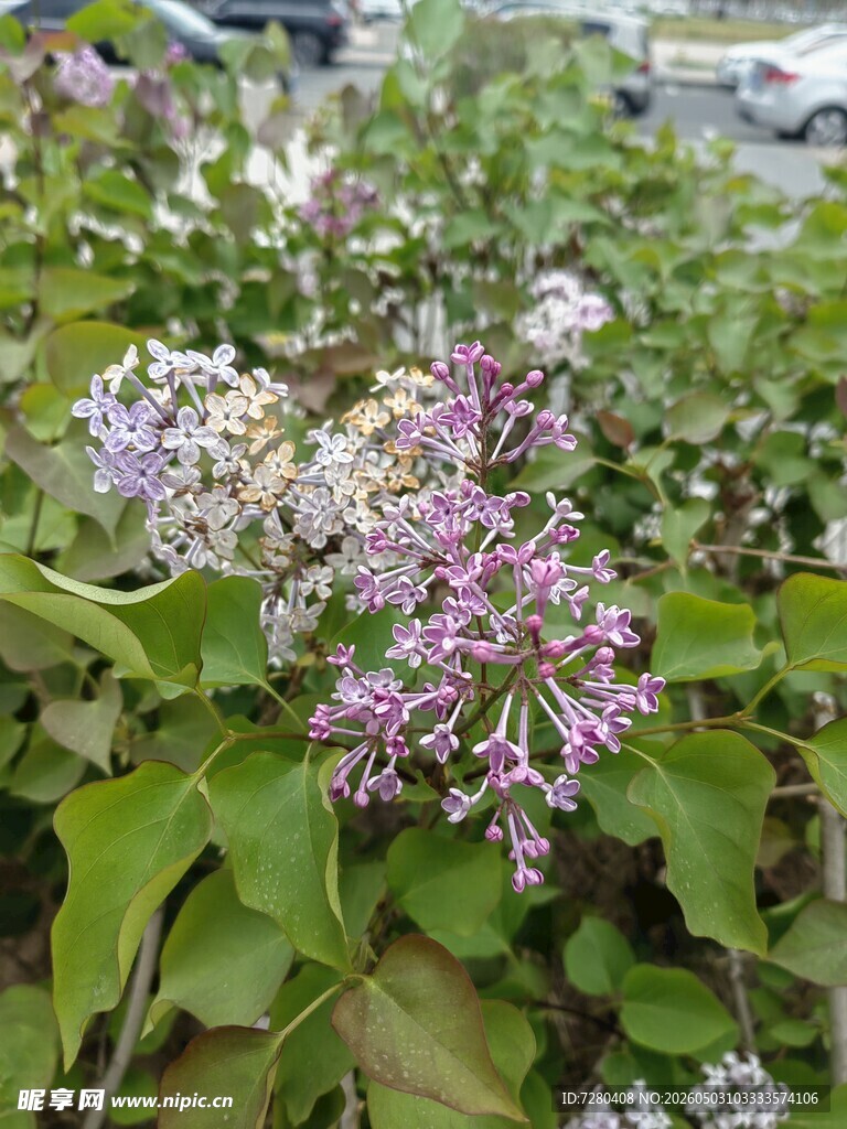丁香花
