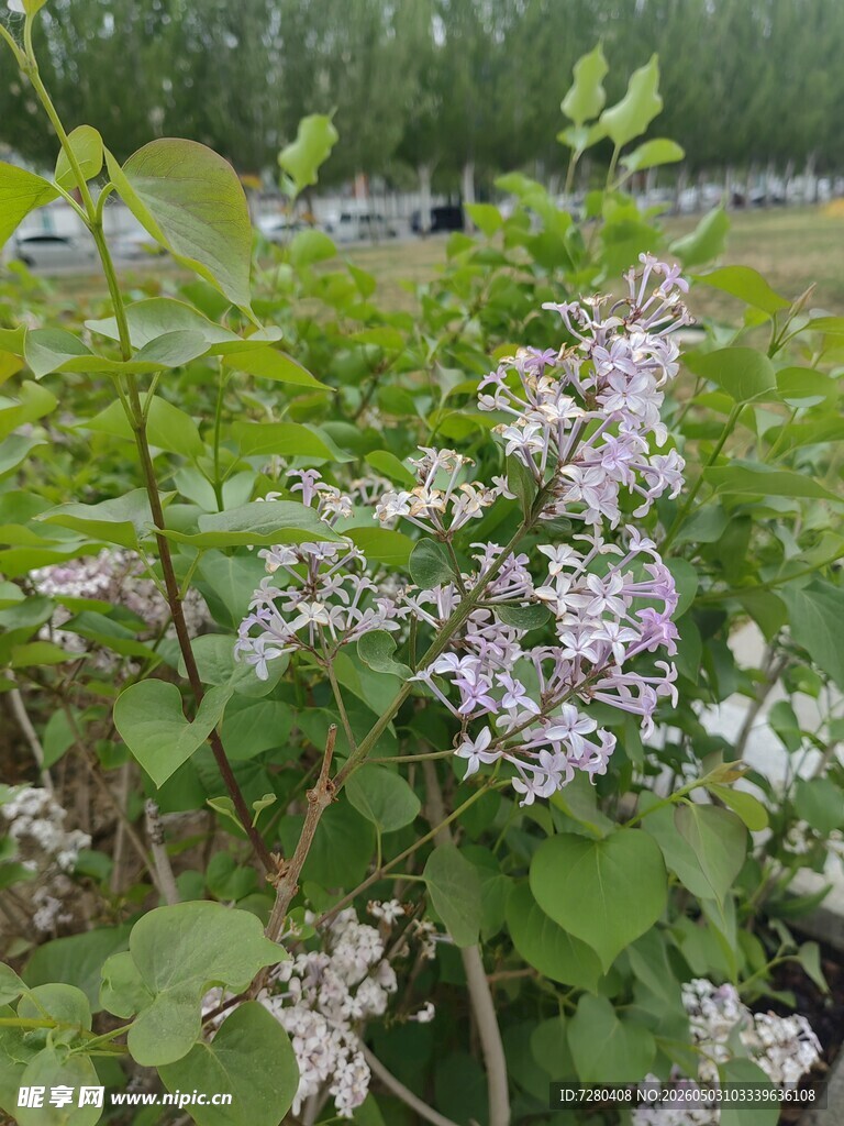 绽放的紫丁香花丛