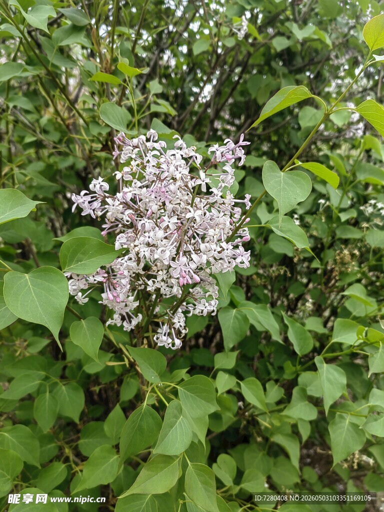 盛开的淡紫色丁香花