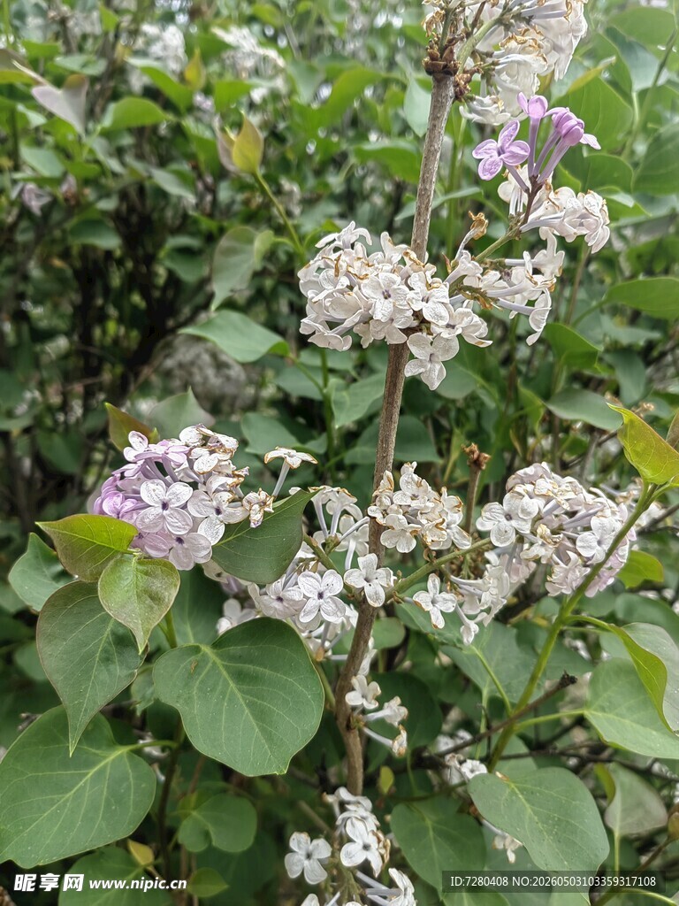 丁香花