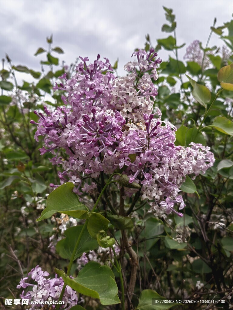盛开的紫色丁香花