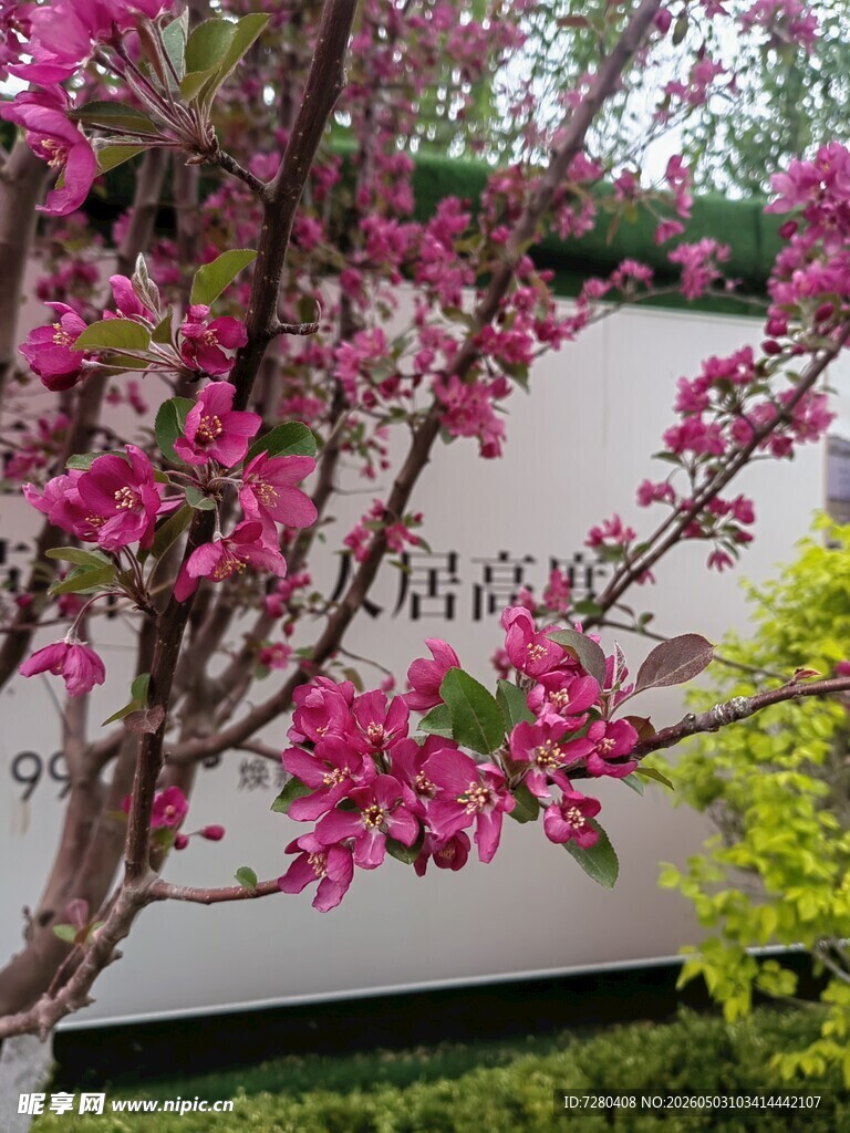 粉色桃花