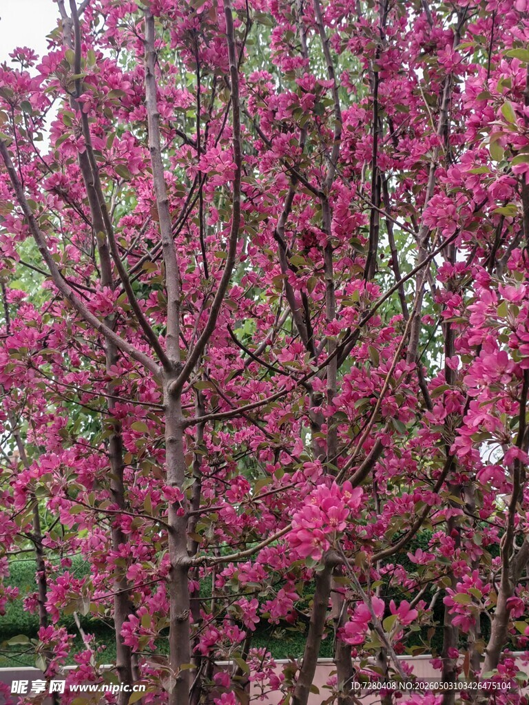 桃花