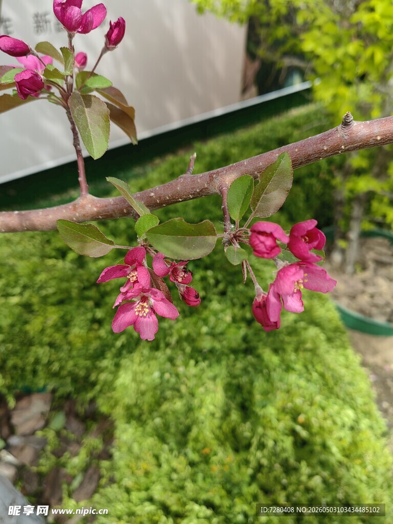 枝头绽放的粉色娇艳花朵